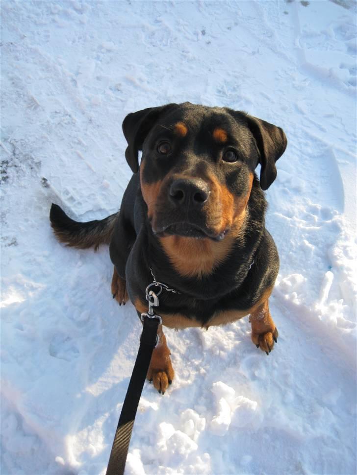 Rottweiler Carla billede 1