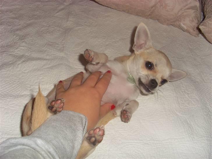 Chihuahua Chilli - det kilder moaar! billede 6