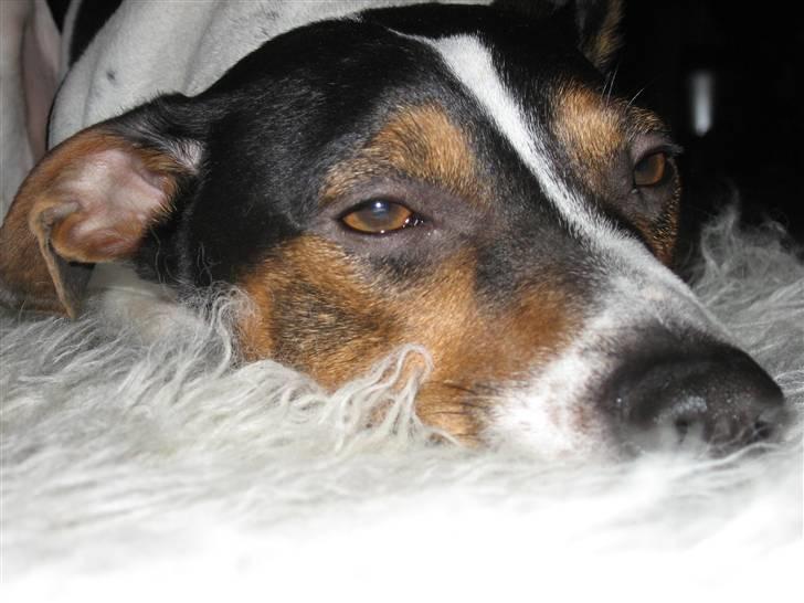 Dansk svensk gaardhund Hugo - lammeskind er det varmeste og bedste billede 14
