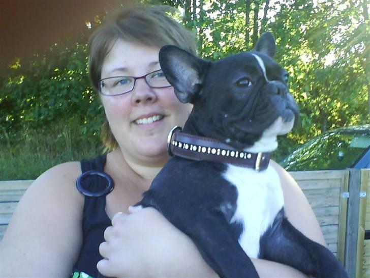 Fransk bulldog Cæsar billede 19