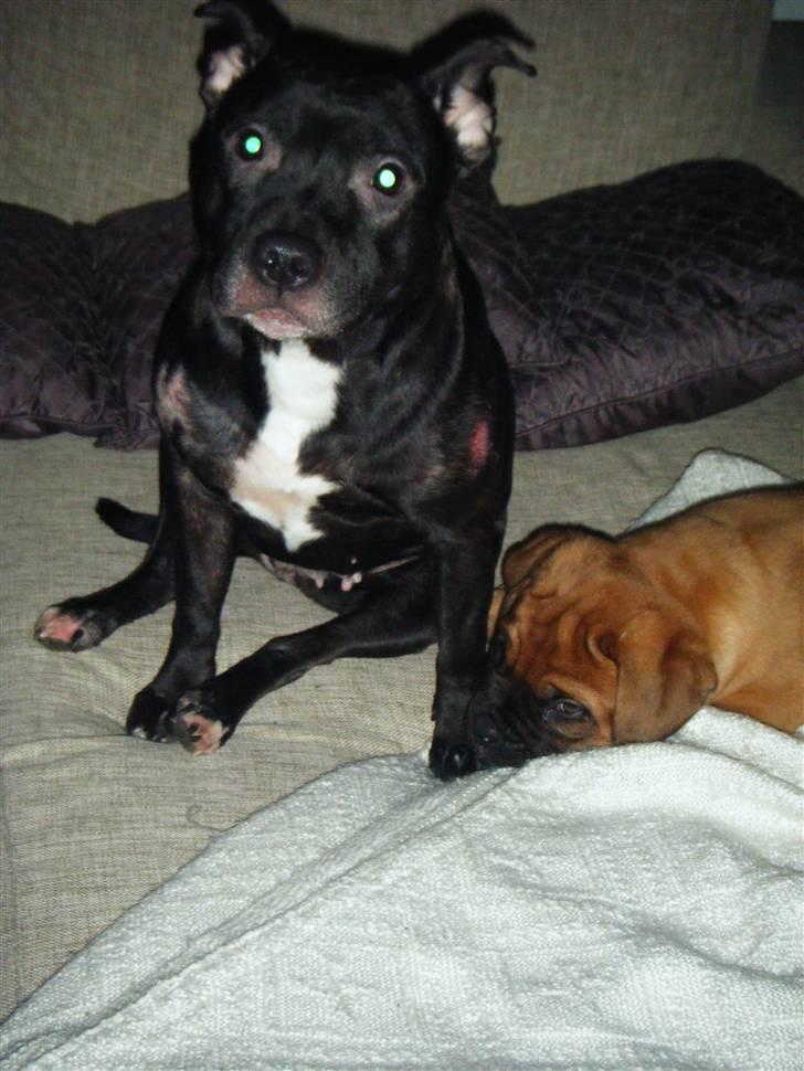 Blanding af racer **Chila** R.I.P billede 17