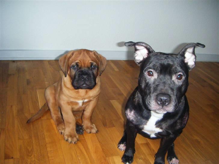 Blanding af racer **Chila** R.I.P - Chila 2år gammel med hendes nye lille bror santos(dogue de bordeaux) d. 21/12-08 billede 18