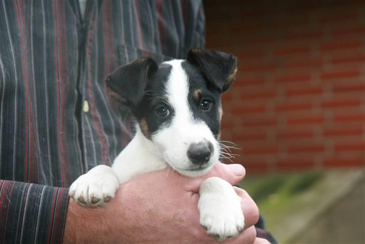 Glathåret foxterrier Egelykke ZORRO billede 1