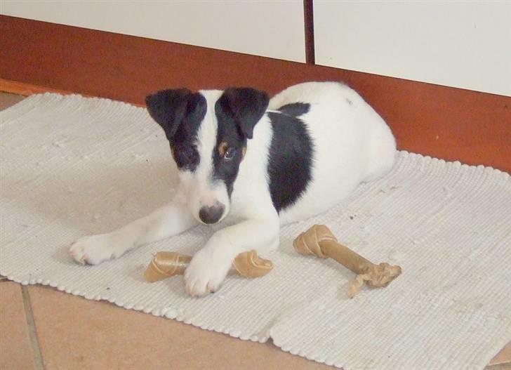 Glathåret foxterrier Egelykke ZORRO billede 2