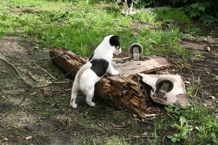 Glathåret foxterrier Egelykke ZORRO billede 5