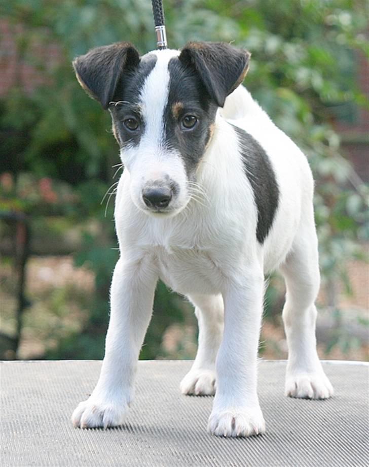 Glathåret foxterrier Egelykke ZORRO billede 10