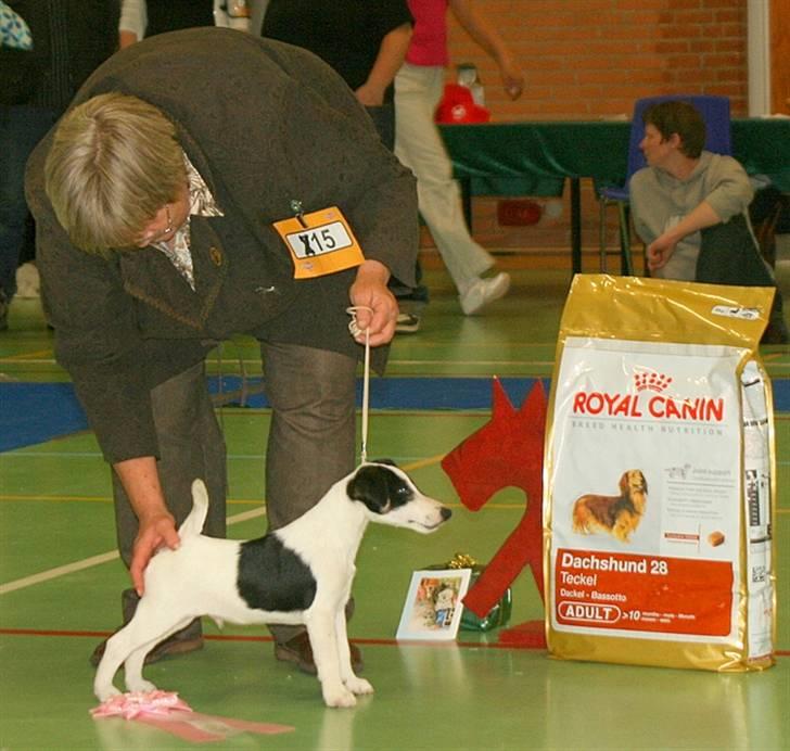 Glathåret foxterrier Egelykke ZORRO - her ser i mig lidt over 3 mdr. gammel vind BIS billede 11