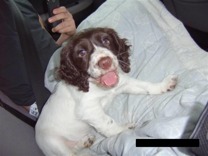Field Trial spaniel Trille Lund - Trille der griner og glæder sig til at komme hjem billede 1