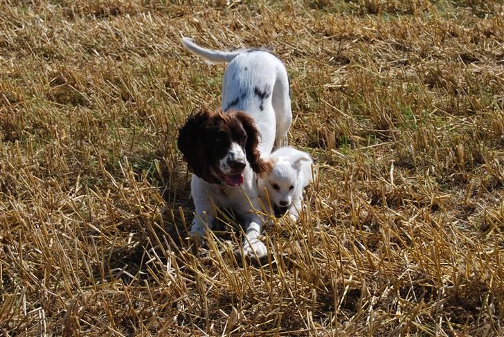 Field Trial spaniel Trille Lund - Trille og Tim på turen Hjem billede 2