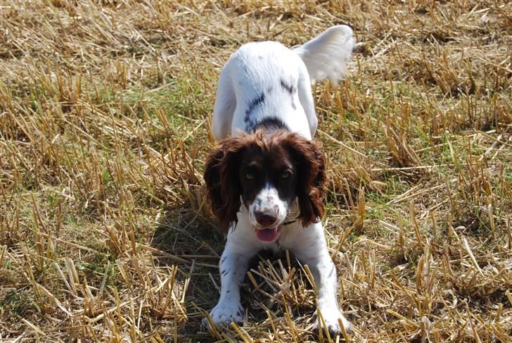 Field Trial spaniel Trille Lund - Trille og Far - Trille hjemme for første gang billede 3