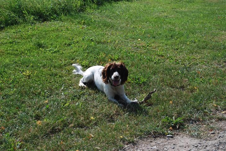 Field Trial spaniel Trille Lund - Trille med fart på billede 4