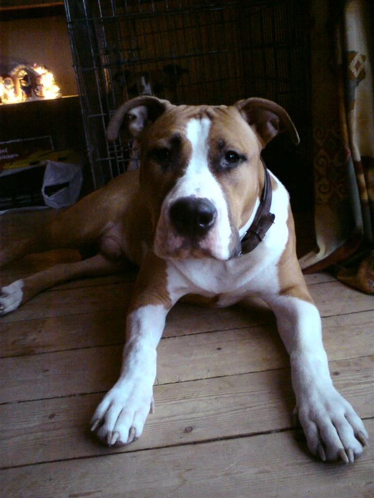 Amerikansk staffordshire terrier ferdinand billede 5