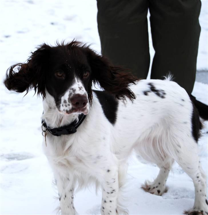 Field Trial spaniel Trille Lund billede 5