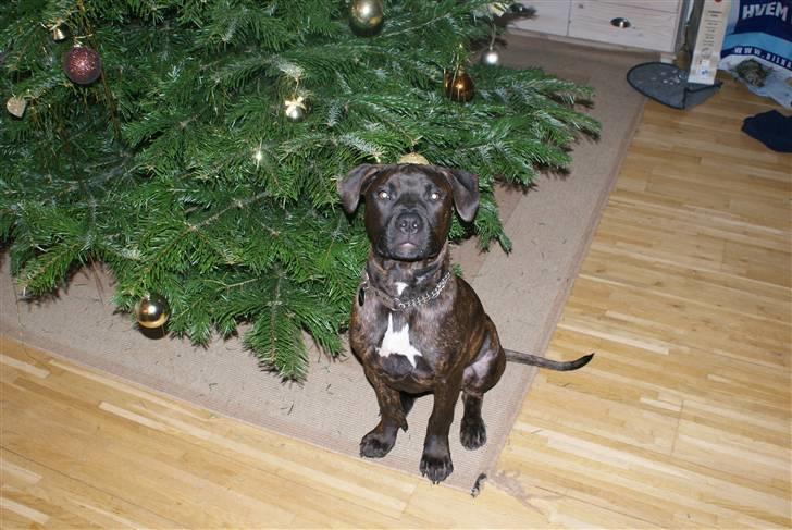 Blanding af racer Kessler billede 16