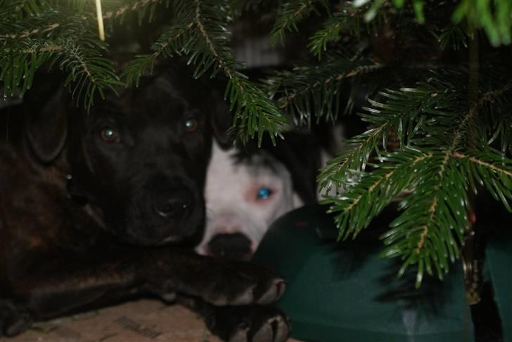 Blanding af racer Kessler billede 17