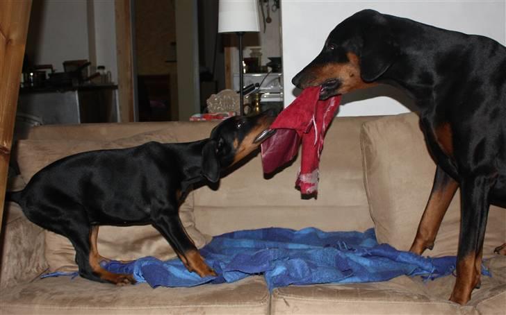 Dobermann Speedy - Lullu - min bedste ven billede 2