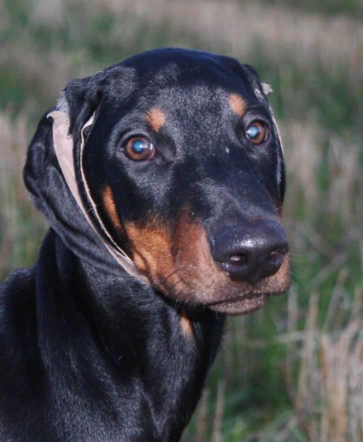 Dobermann Speedy - ak ja, man må lide for "skønheden" billede 4