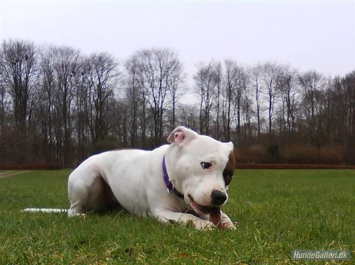 Amerikansk staffordshire terrier Lilo - mmm en pind! billede 9