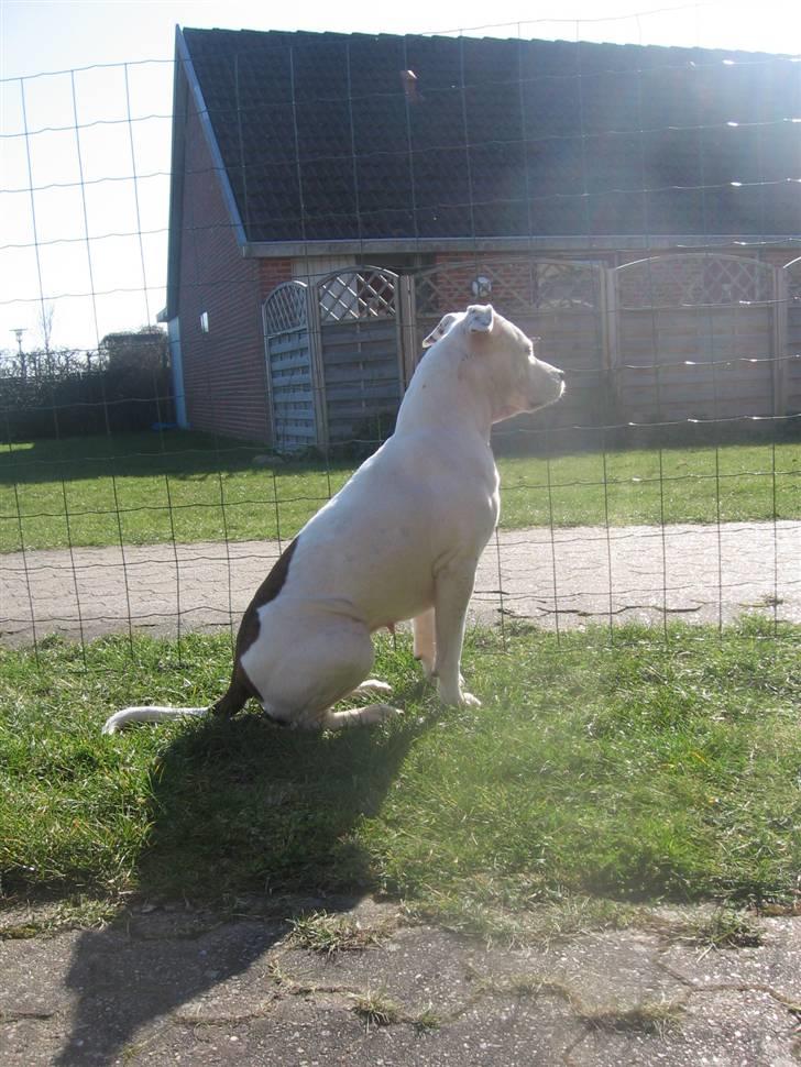 Amerikansk staffordshire terrier Lilo billede 11