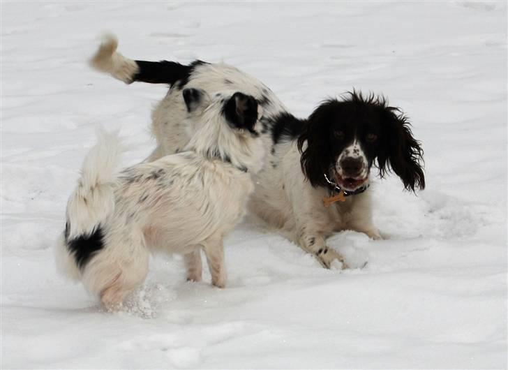 Field Trial spaniel Trille Lund billede 6