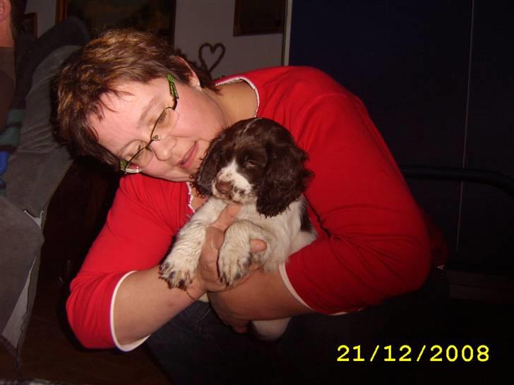 Field Trial spaniel Trille Lund billede 7