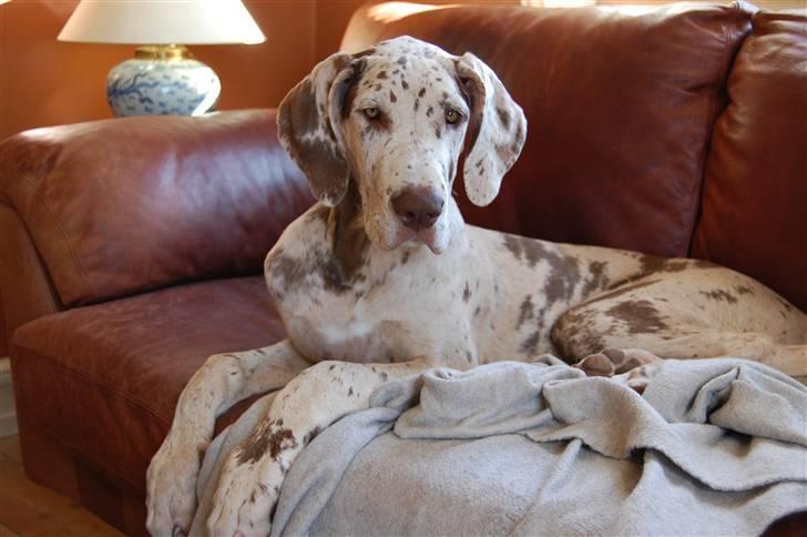 Grand danois Liva - sept. 2008 billede 12