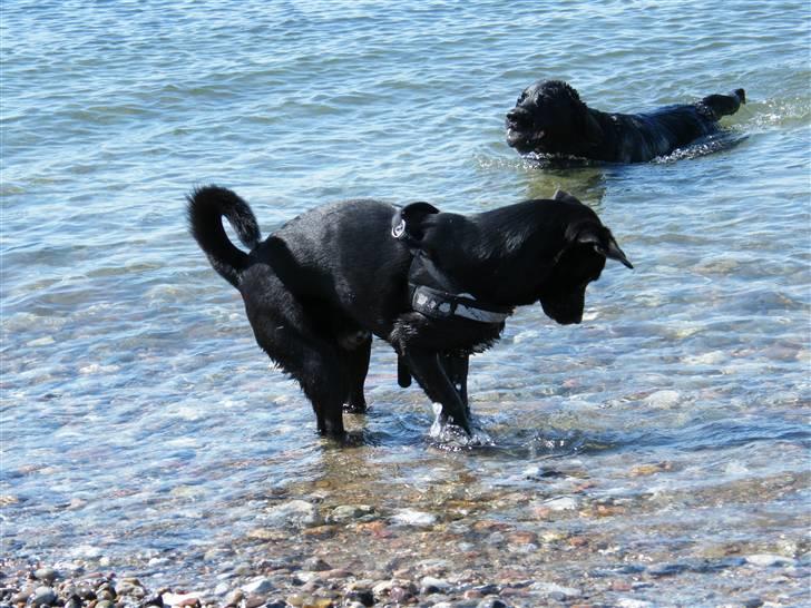 Border collie / Labrador Fister billede 3