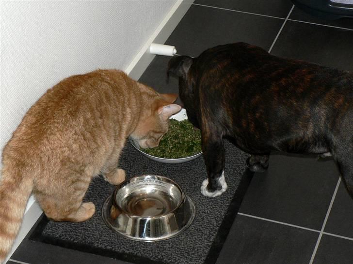 Staffordshire bull terrier AngelicStaff Bright Xenon - Oliver & Xenon deler lige en portion Barf. billede 11