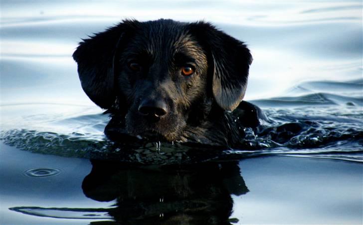 Border collie / Labrador Fister billede 6