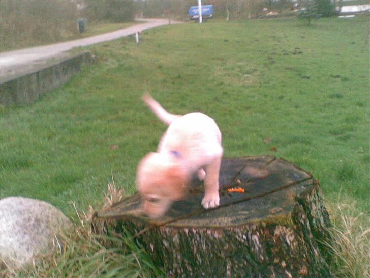 Blanding af racer Sasha - mig elsker min træstub!!! elsker billede 2