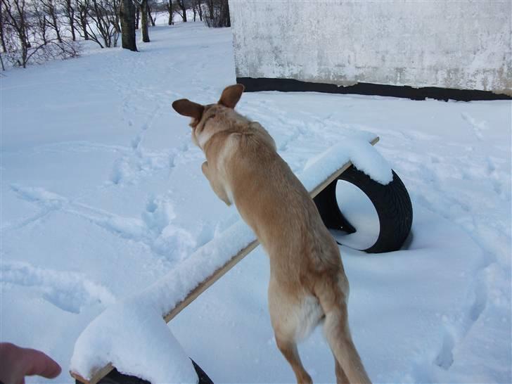 Blanding af racer Sasha - sover i sofa sammen med mor!! hehe  billede 3