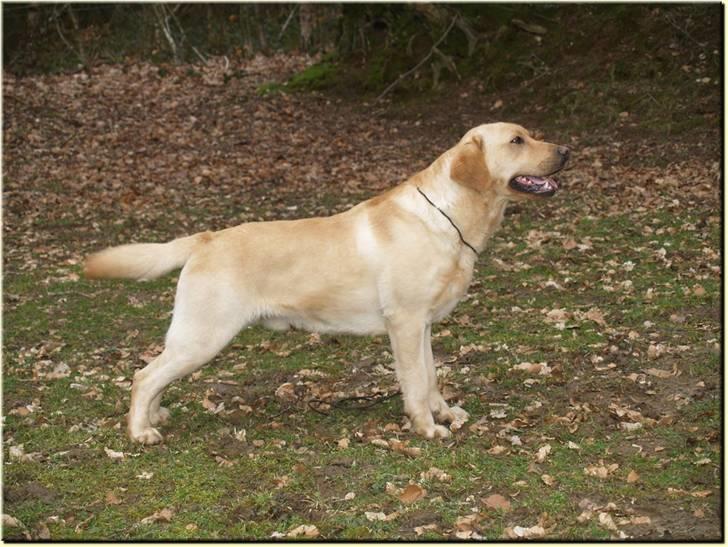 Labrador retriever Taslas Tomboy SÆLGES - Velkommen til Tomboy´s profil billede 1