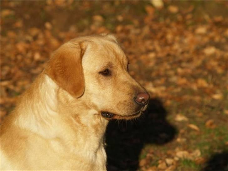 Labrador retriever Taslas Tomboy SÆLGES billede 2