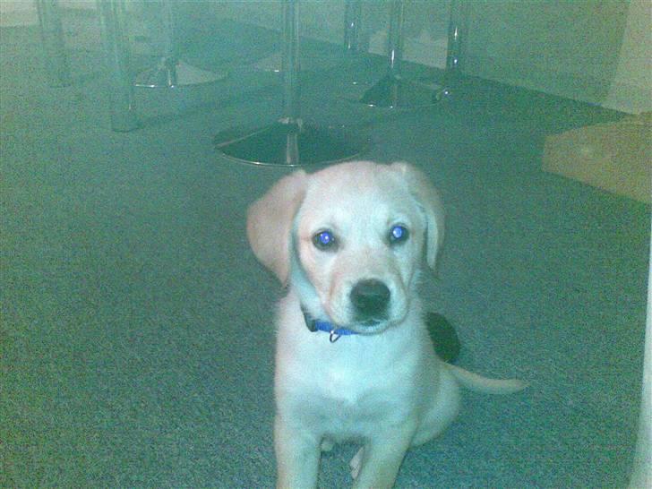 Blanding af racer Sasha billede 4