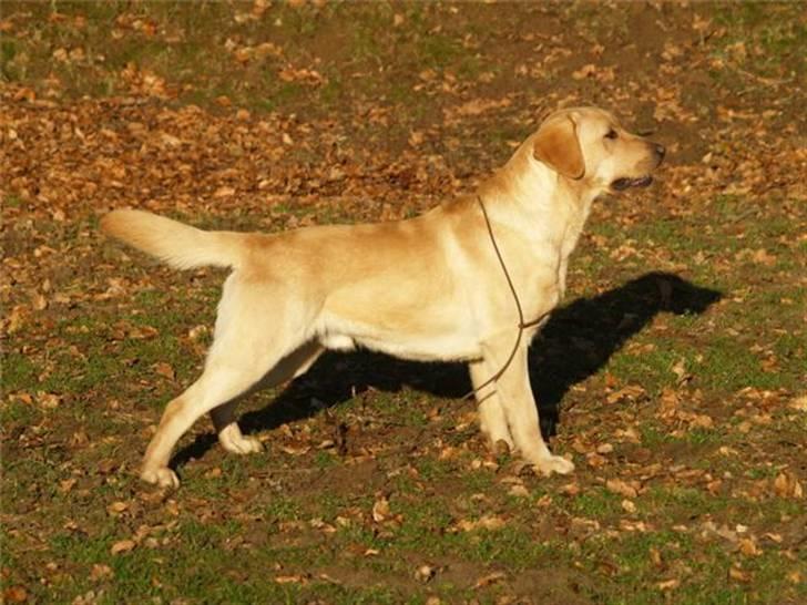 Labrador retriever Taslas Tomboy SÆLGES billede 3