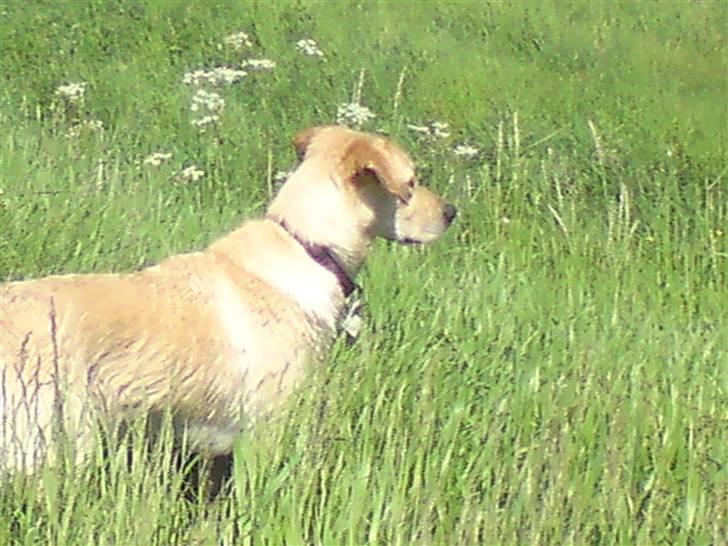 Blanding af racer Sasha billede 5