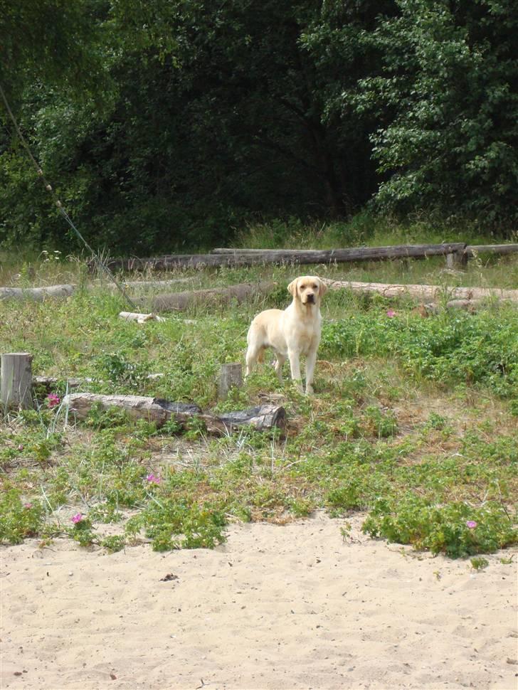 Labrador retriever Taslas Tomboy SÆLGES - Tomboy var med en tur ved stranden :) billede 4