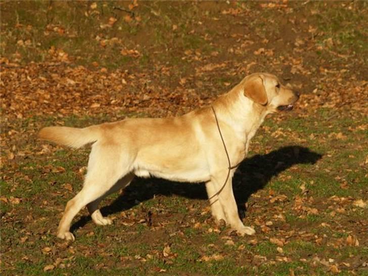 Labrador retriever Taslas Tomboy SÆLGES billede 5