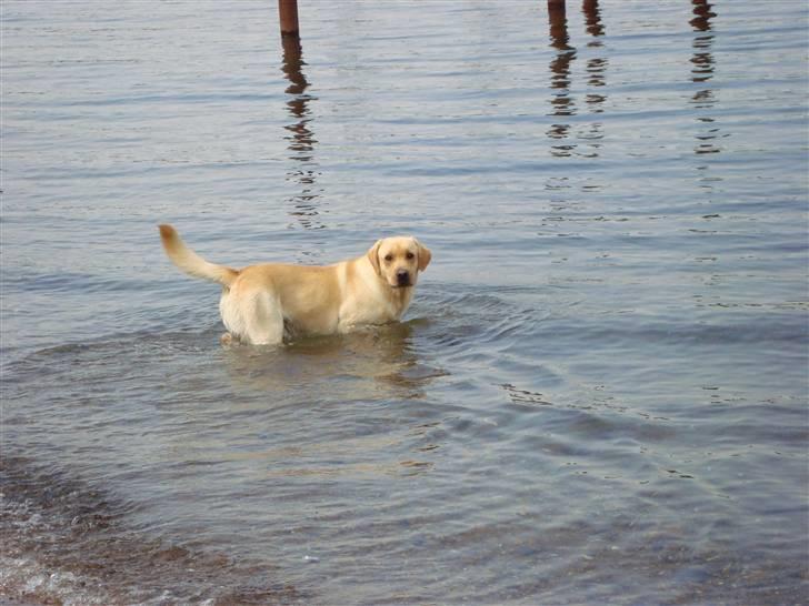 Labrador retriever Taslas Tomboy SÆLGES - Tomboy var med en tur ved stranden :) billede 6