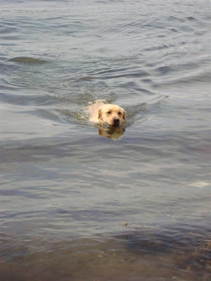 Labrador retriever Taslas Tomboy SÆLGES - Tomboy var med en tur ved stranden :) billede 7