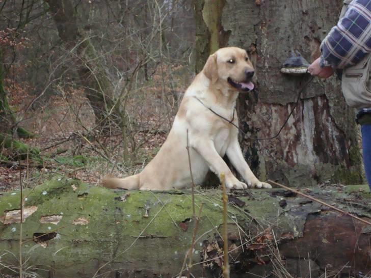 Labrador retriever Taslas Tomboy SÆLGES billede 8