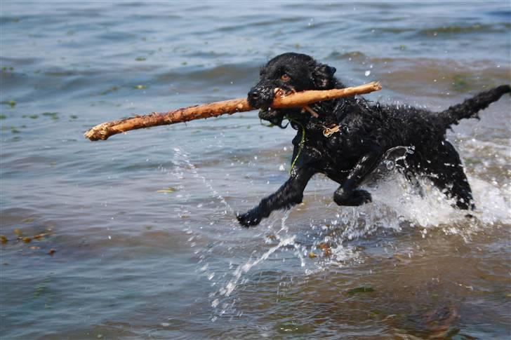 Blanding af racer - Hilda - Velkommen til min profil^_^ billede 1