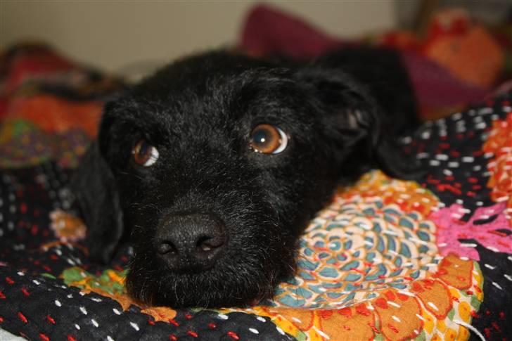 Blanding af racer - Hilda - Hundeøjne ;) billede 2