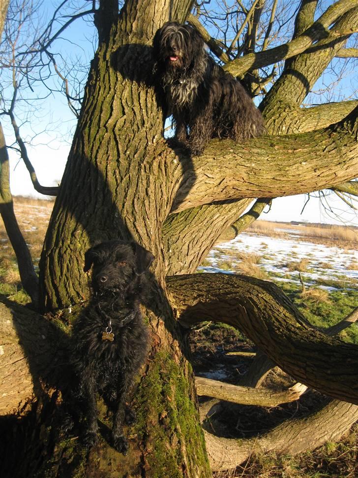 Blanding af racer - Hilda billede 3