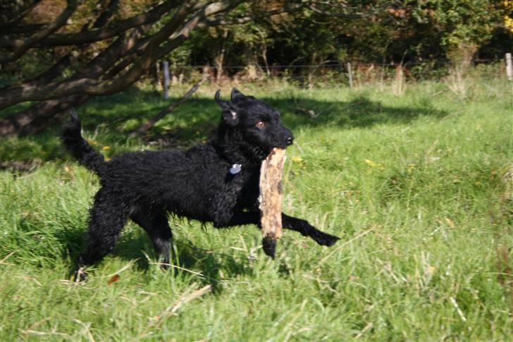 Blanding af racer - Hilda billede 4