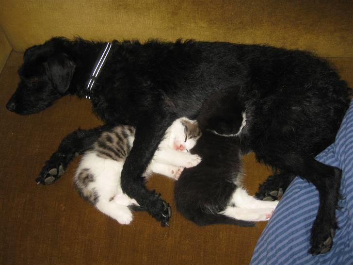 Blanding af racer - Hilda - Hmm ja katte - de er nogle mærkelige nogle billede 5