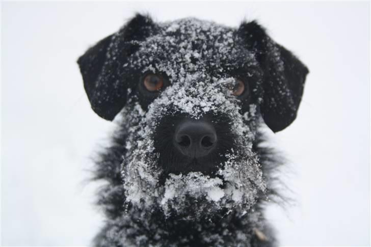 Blanding af racer - Hilda billede 6