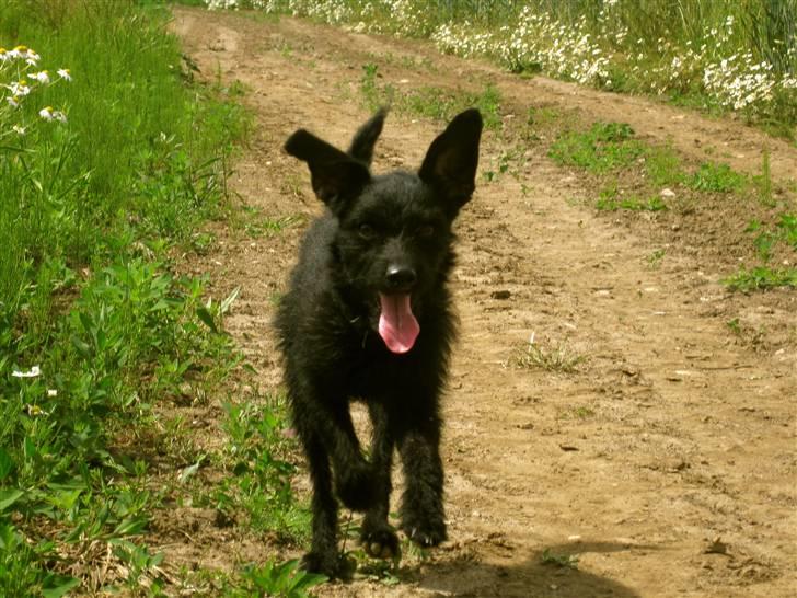 Blanding af racer - Hilda - Jeg kommer nu mor ;D billede 7