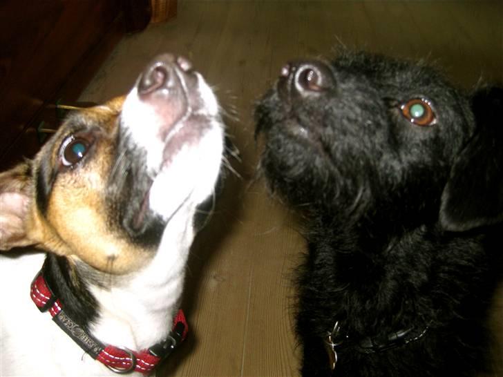 Blanding af racer - Hilda - Min bedste ven! :-) billede 8