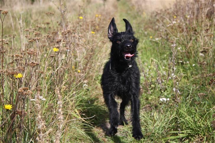 Blanding af racer - Hilda billede 9